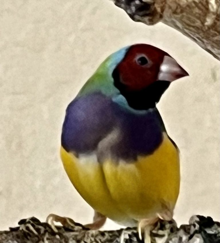 Before Buying your First Gouldian Finch