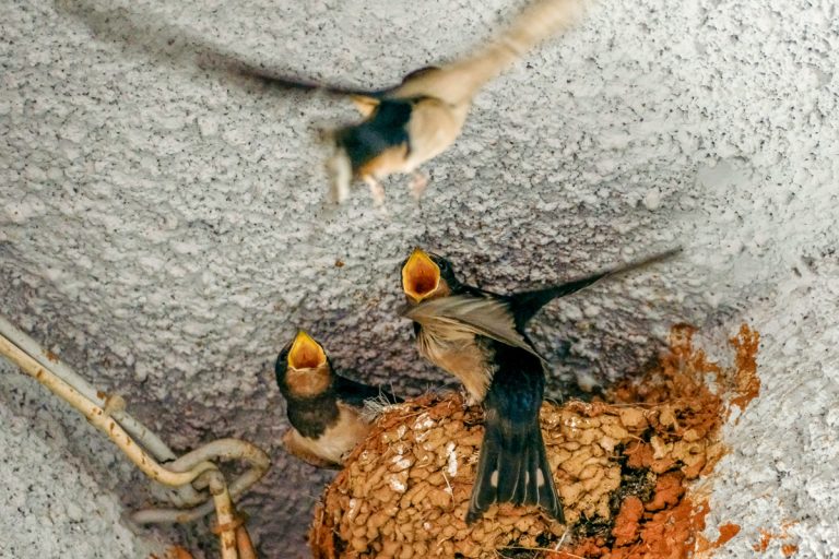 How to feed a baby swallow (picture?)