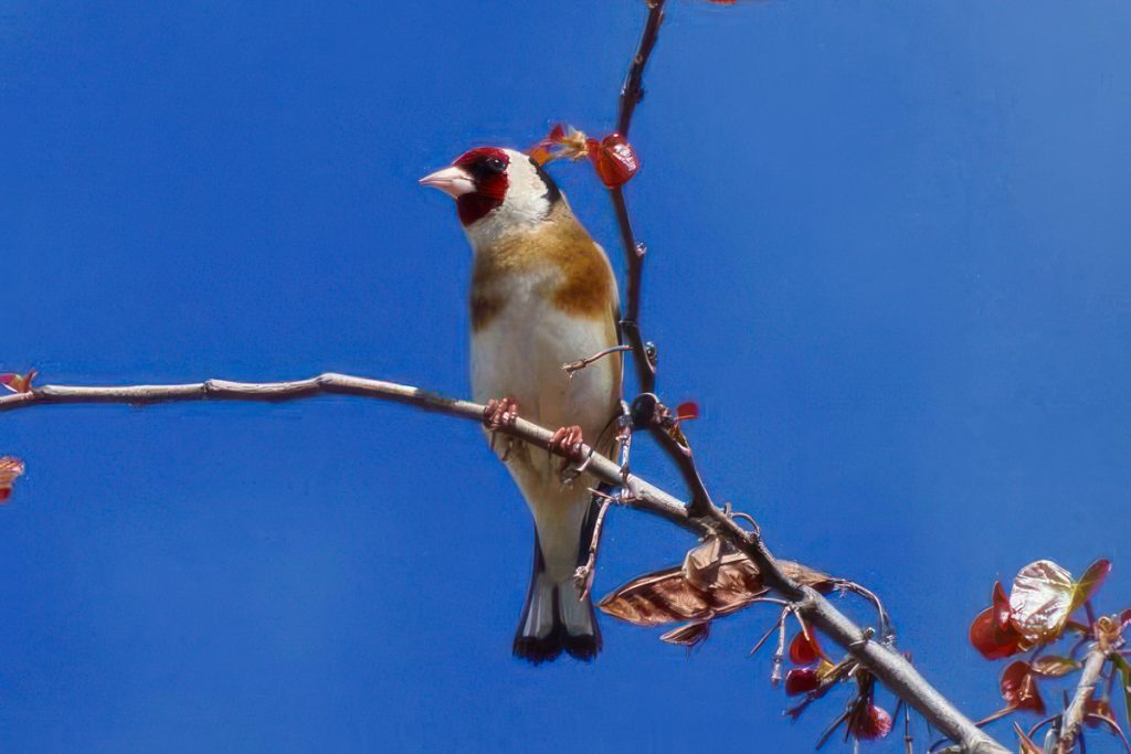 How to care for a goldfinch