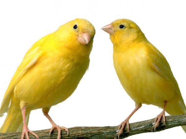 Canary care for these to canaries on their perch.