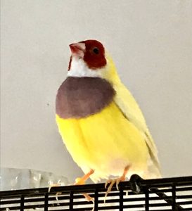 Gouldian finch male
