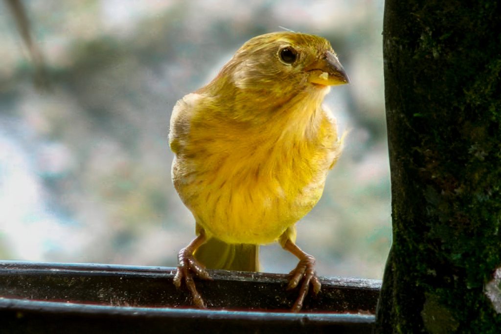 How to care for your baby Canary