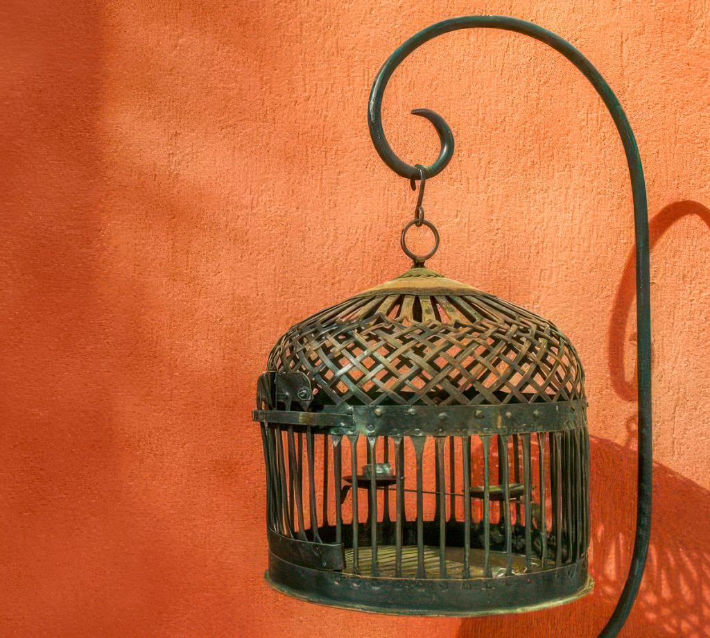 How to choose a cage for birds