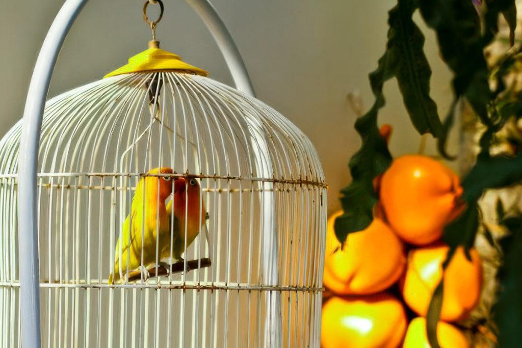 How to clean a bird cage