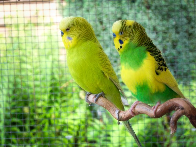How to Clean your Parakeet Cage