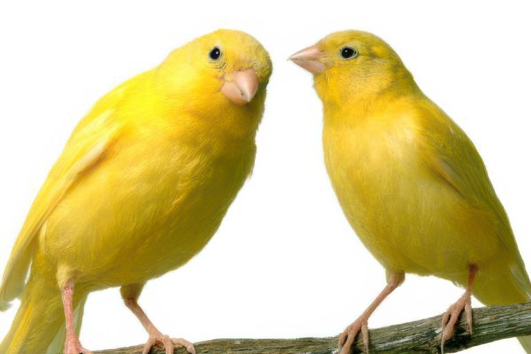 How to feed a canary