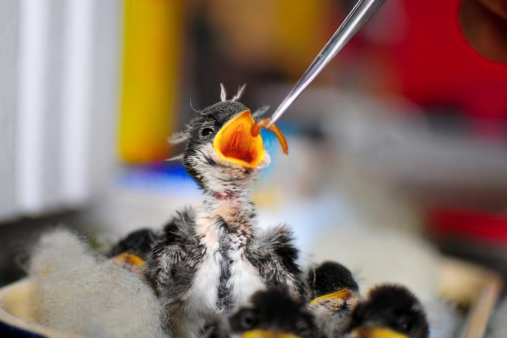 How to feed a chick