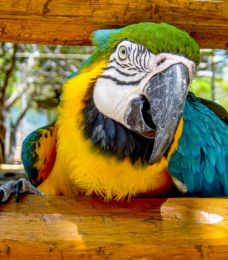 How to feed a macaw