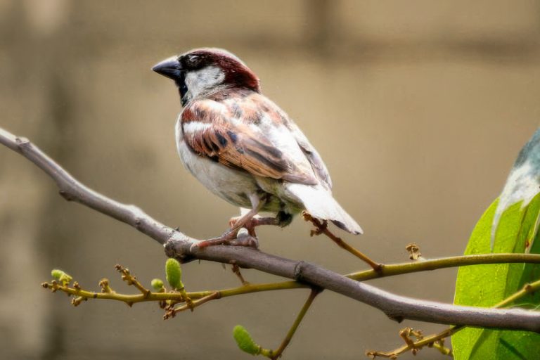 Can birds eat rice?
