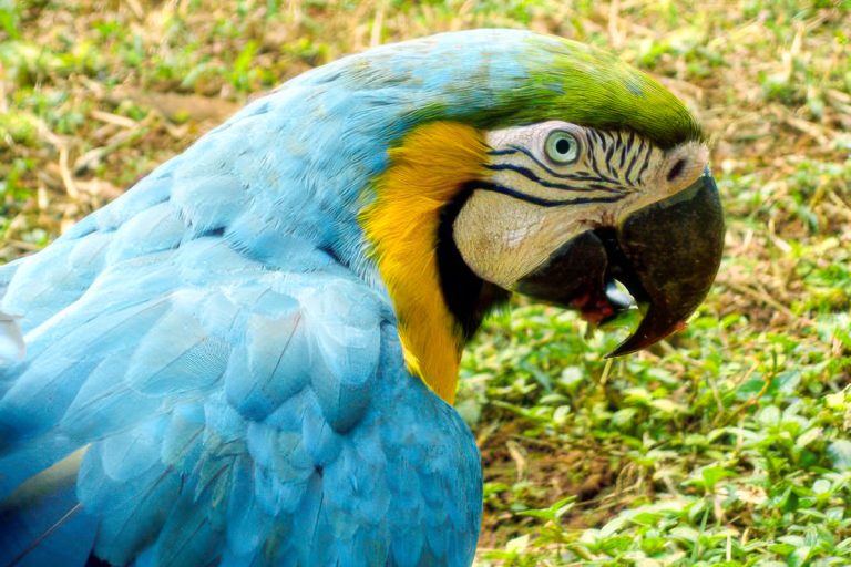 Maccaw face and head. Feed Maccaws according to directions in our parrot food section.