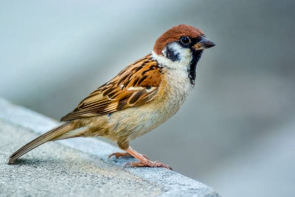 How to feed a sparrow