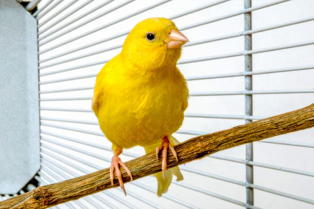 How to make my canary sing
