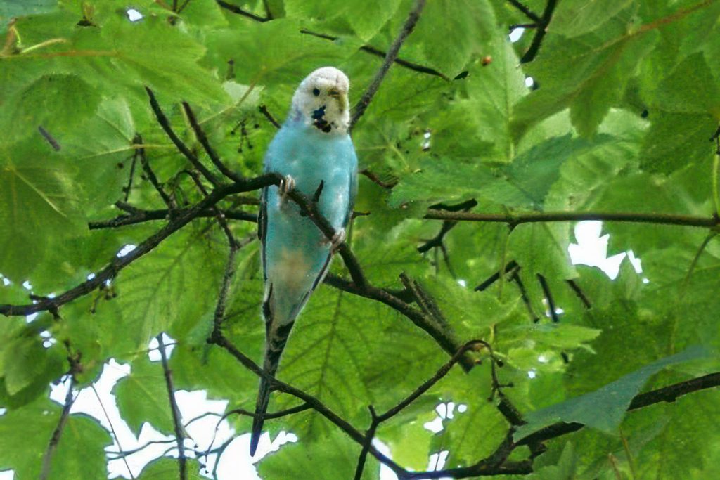 How to find my parakeet
