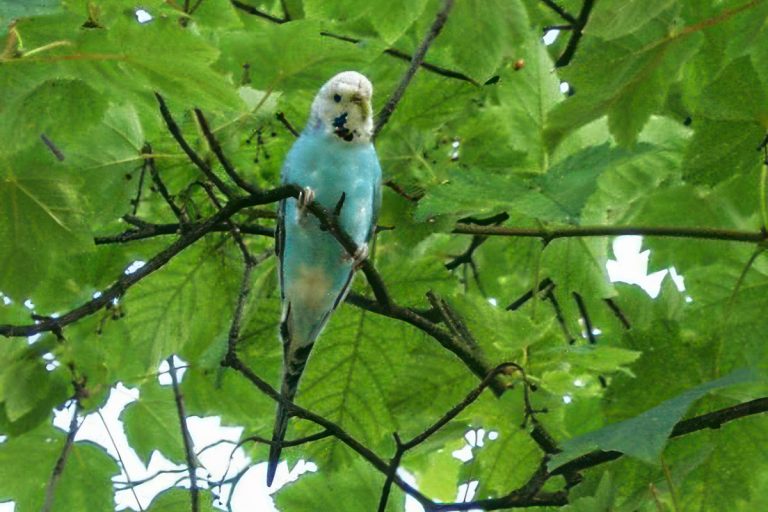 How to find my parakeet