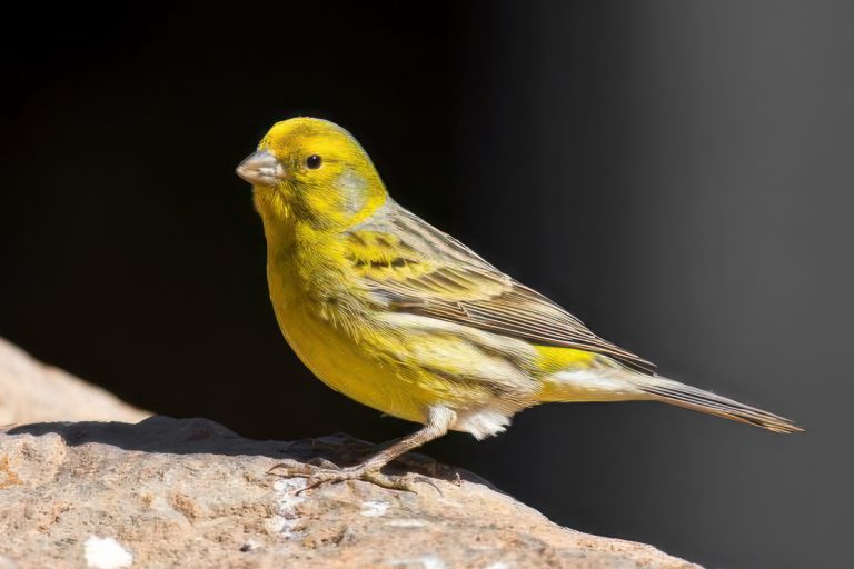 How to heal a broken leg to a canary