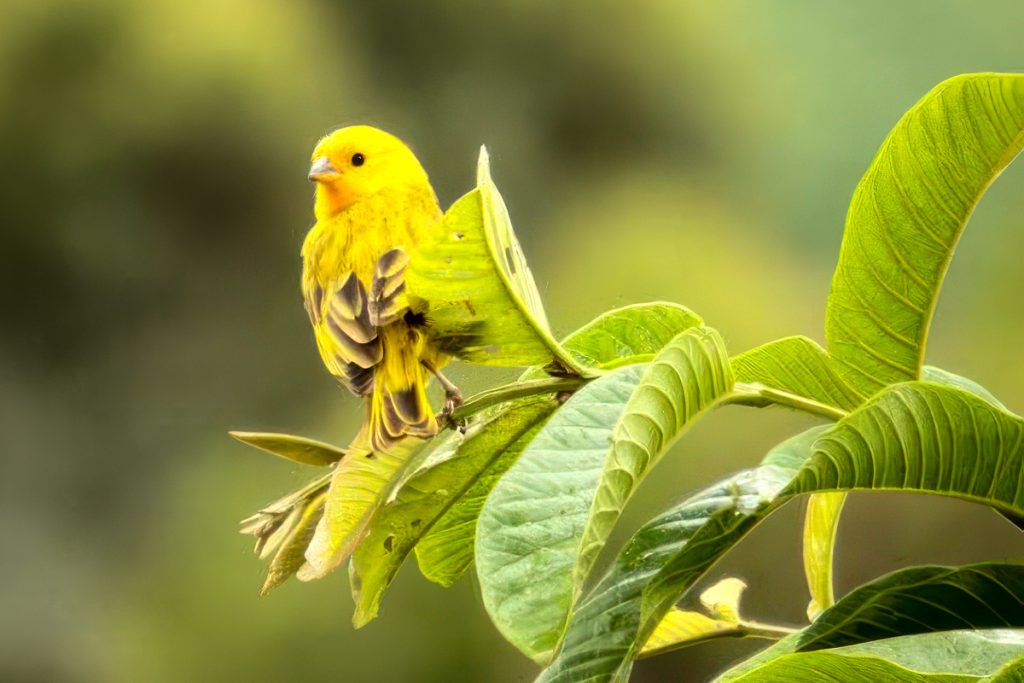 How to know if my canary is male or female
