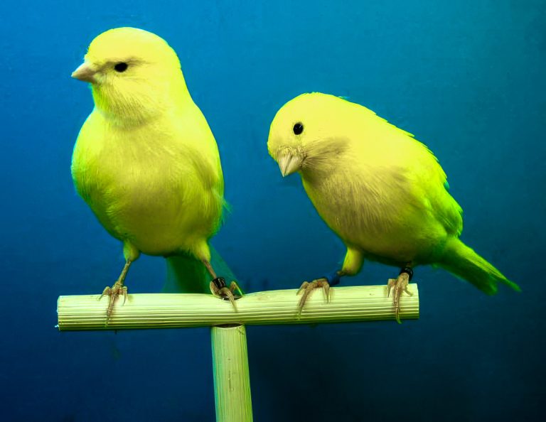 How to know if my canary is sick