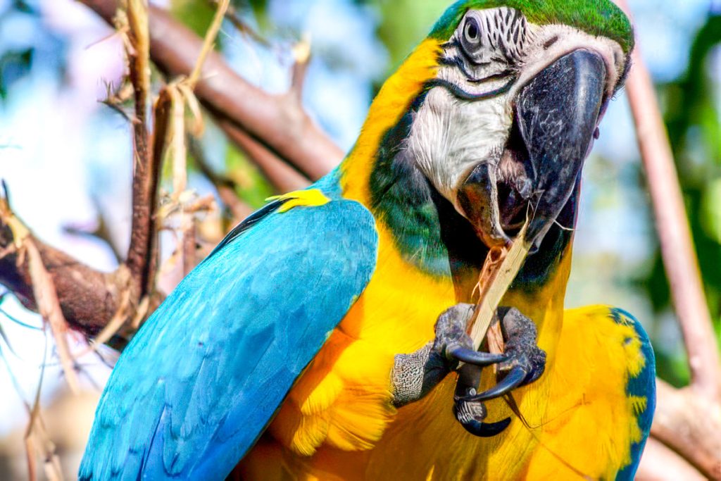 How to know if my parrot has parasites