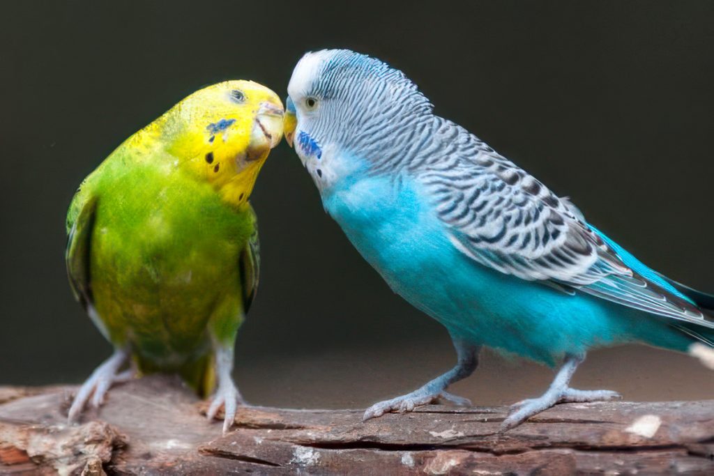 Two budgies, who you can care for with parrot care practices
