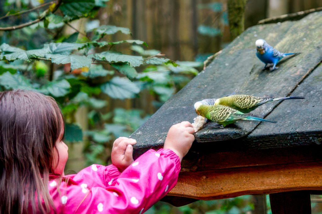 How to make my parakeet not sting me
