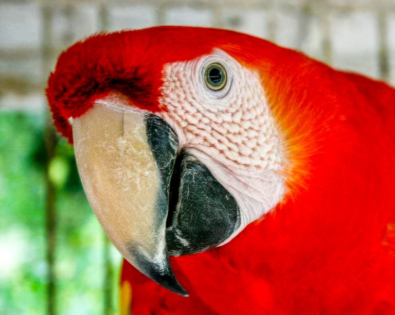 Red parrot looking at camera. How to train your bird.