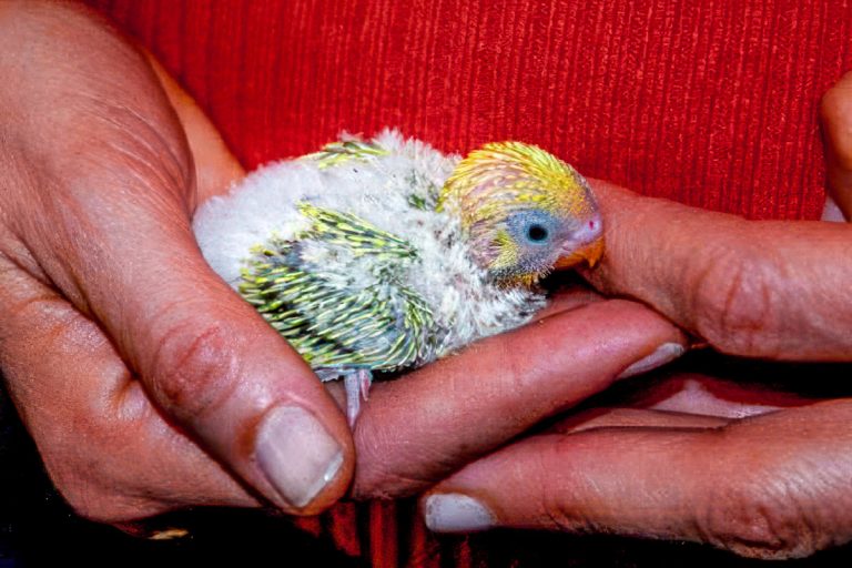 A baby parakeet cradled in the owner's hands. Parakeet facts and baby bird care guides.
