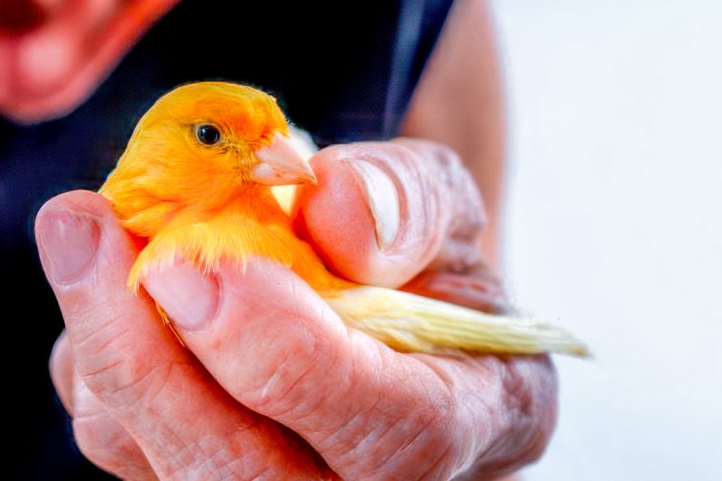 How to prevent my bird from escaping