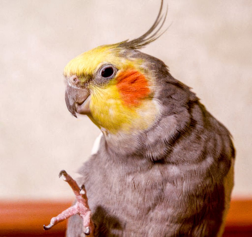 How to prevent my bird from having beak and nail problems