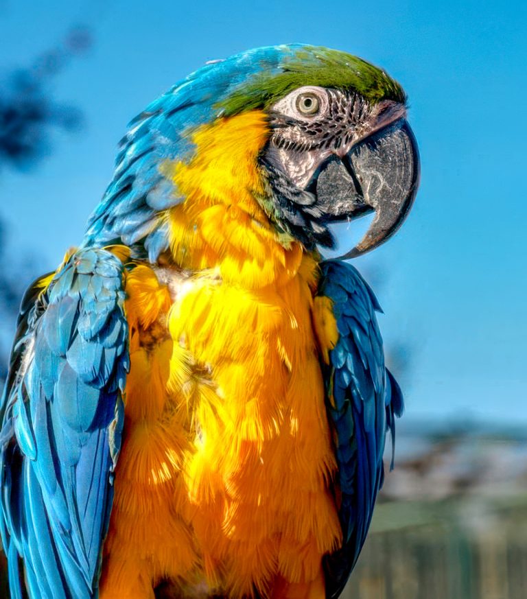 How to stop my parrot from itching