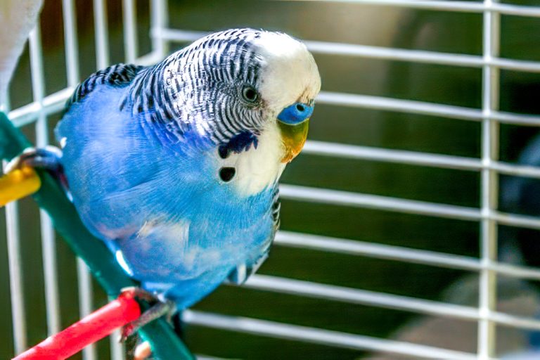 How to train a parakeet