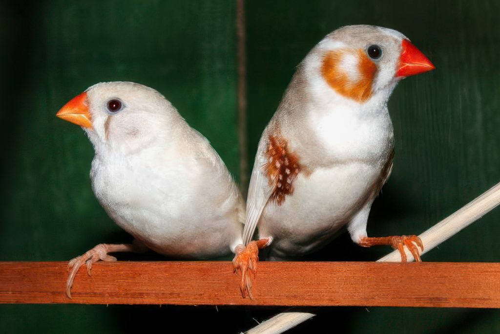 What are the most common diseases of Zebra Finches?