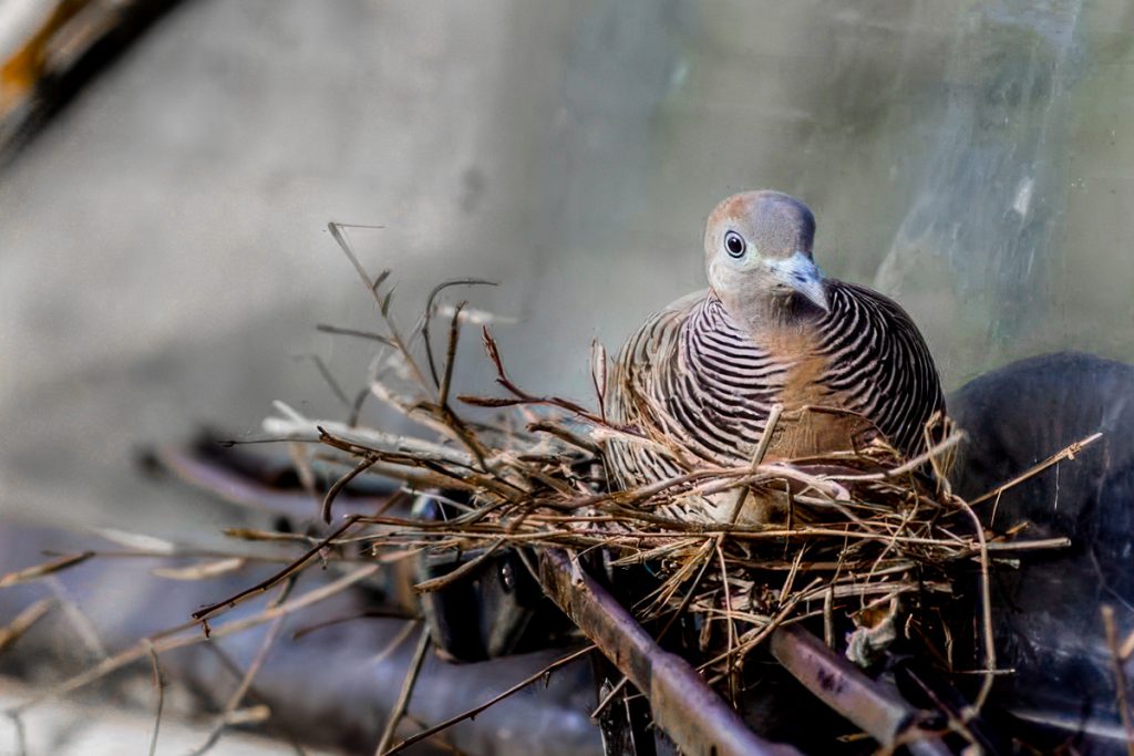 What diseases do pigeons transmit to humans?