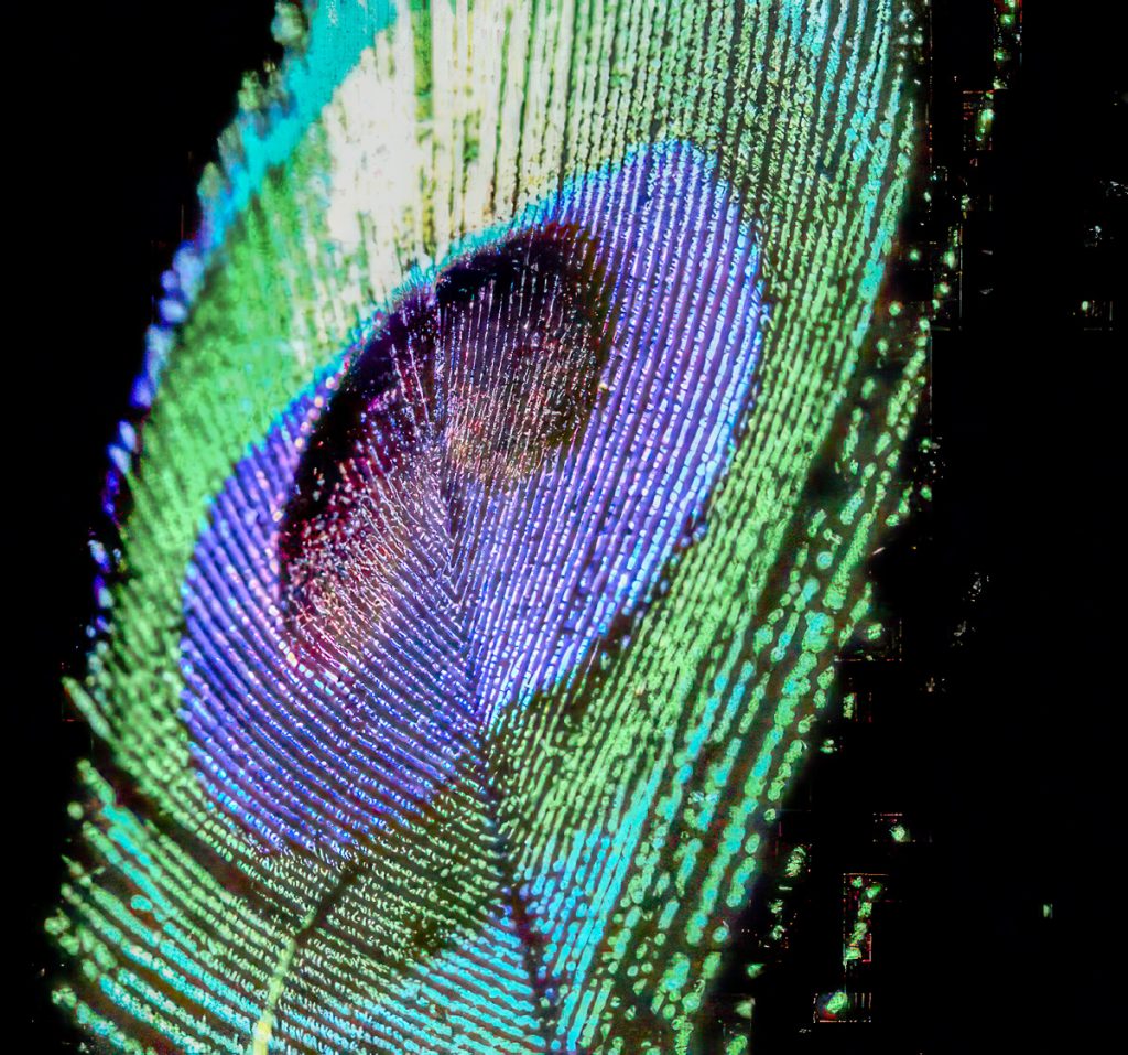 What is the meaning of a peacock feather?