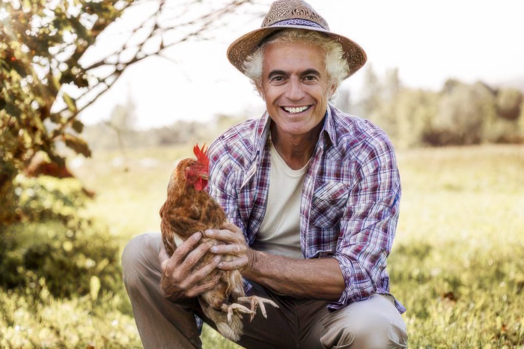 How many eggs does a hen lay?