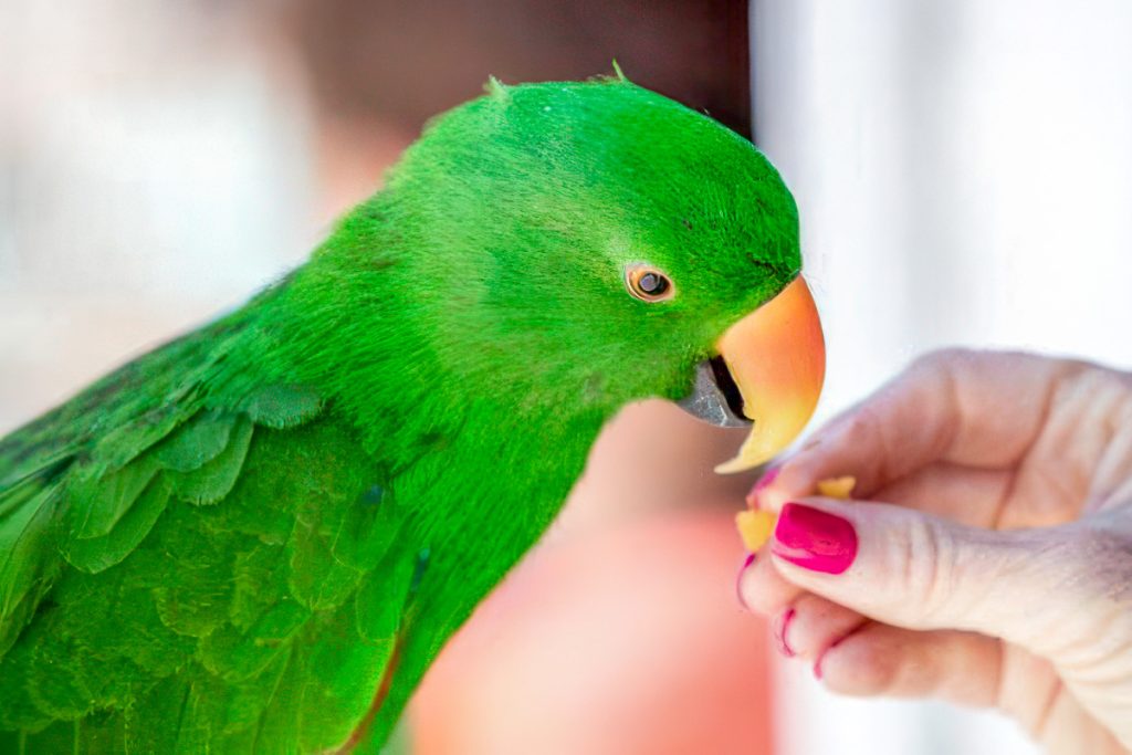 Why do parrots speak?