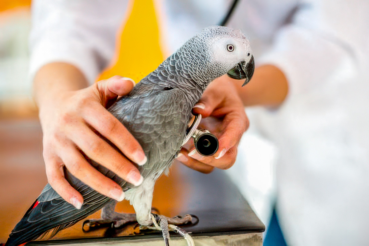 Complete Pet Cockatoo Care