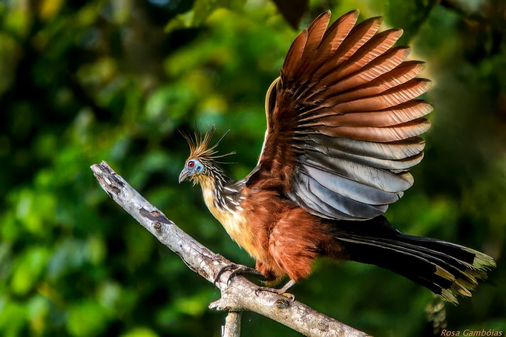 The Hoatzin, aka Stink bird