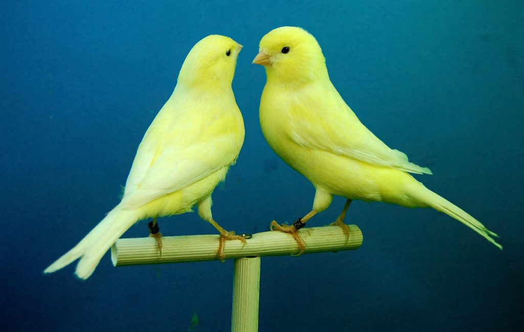 Two canaries sitting facing each other. It's a good idea to have a firm grasp of pet bird care.