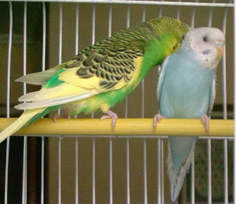 How to choose the cage for my parakeet