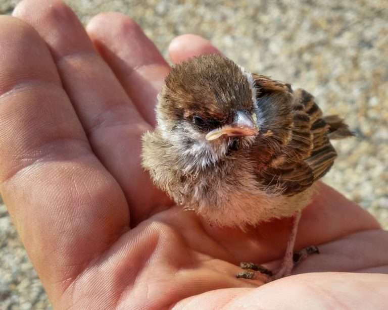 How to care for a baby sparrow