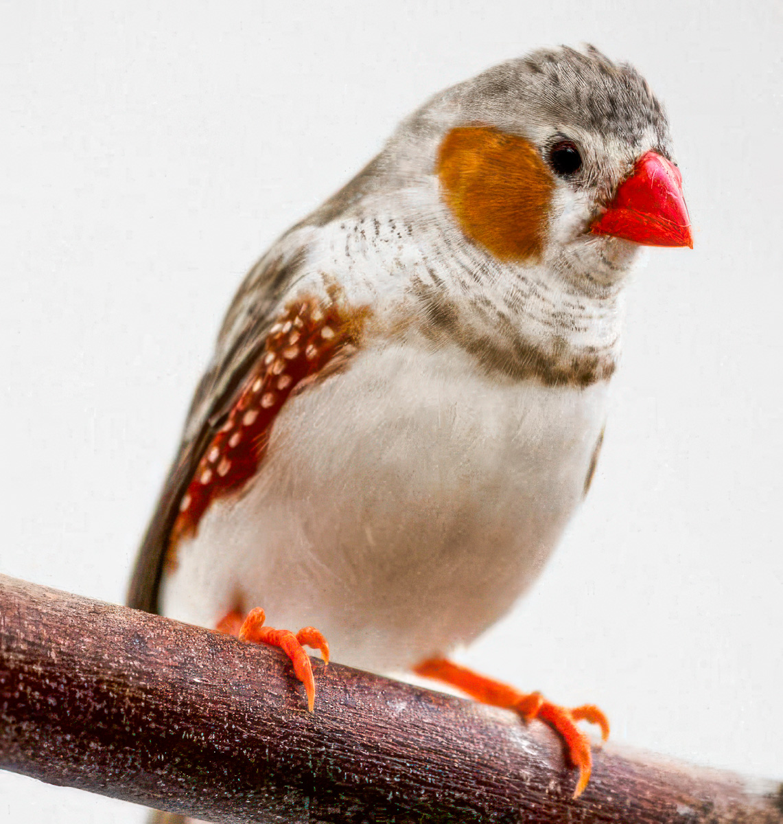 A Zebra finch pet sitting on a wooden perch