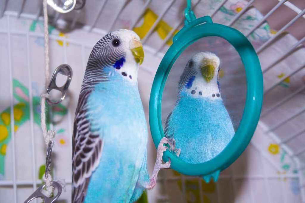 How to care for a parakeet
