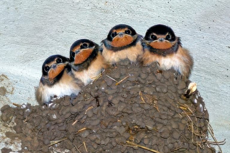 How to care for a swallow