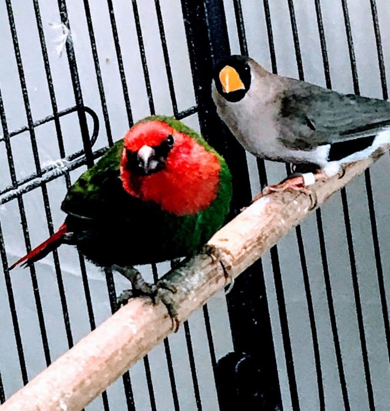 Can I put my Gouldian with my >>>?