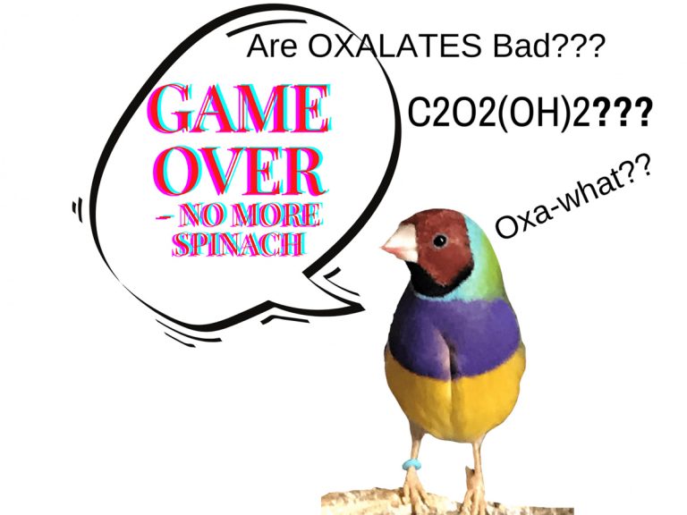 Should pet bird food include oxalates?