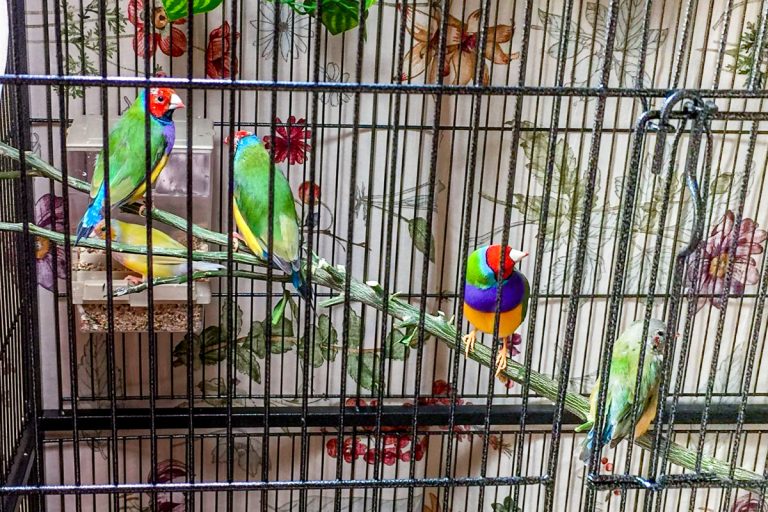The Best Bird Cage and Aviary Guides for Pet Birds