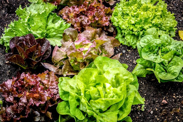 Why Shouldn’t I Give my Finches Lettuce?