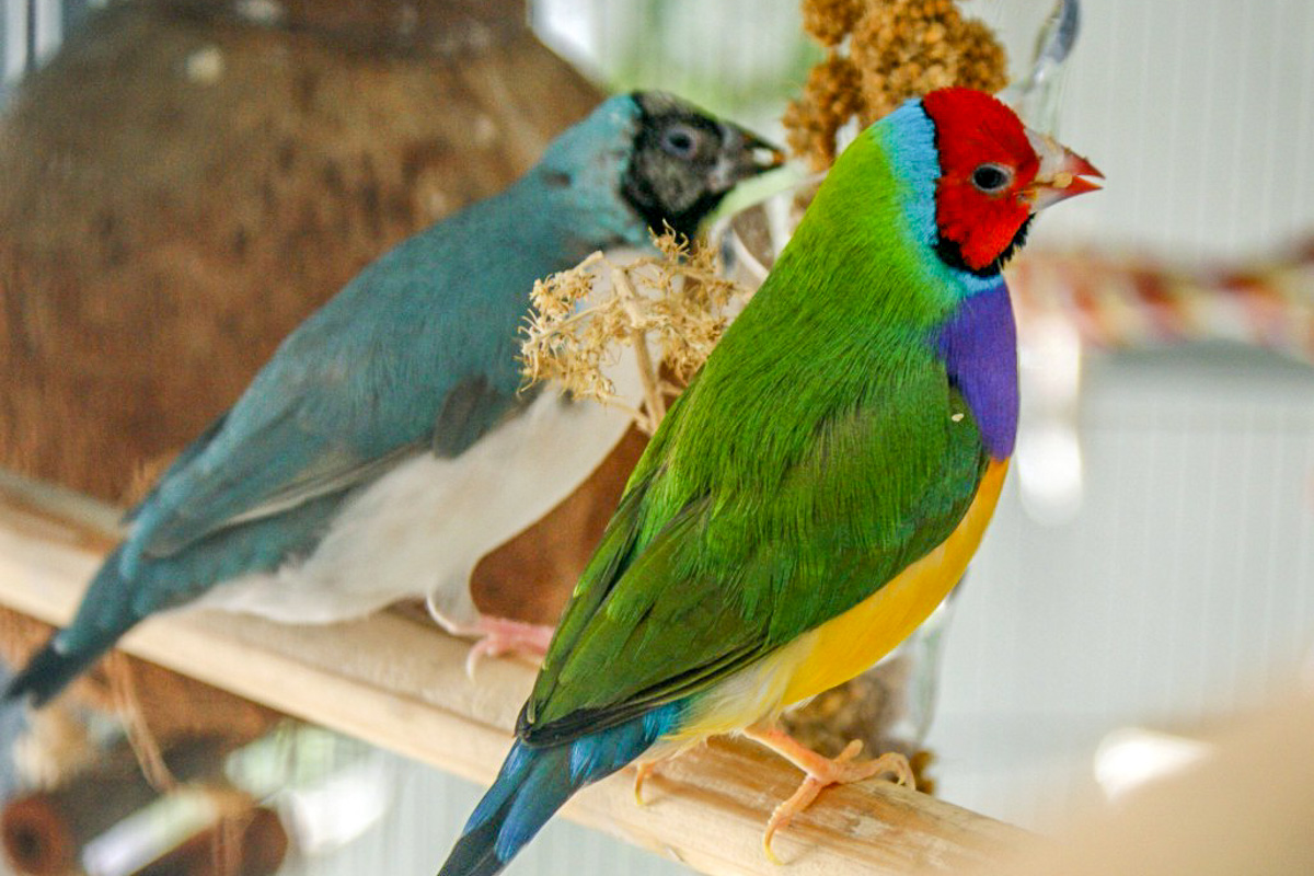 Gouldian Finch care