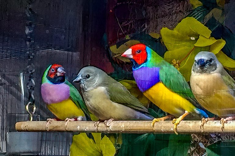 Gouldian finch breeding