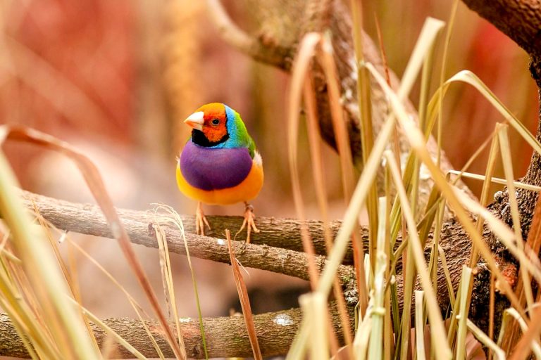 Seasons of the Gouldian Finch…(Part 1)